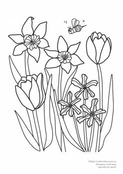 Раскраска букет цветов / нарциссы, тюльпаны