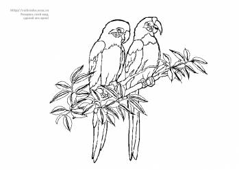 Раскраска попугаи сидят на ветке