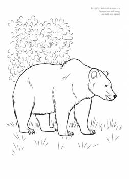 Раскраска идущий медведь