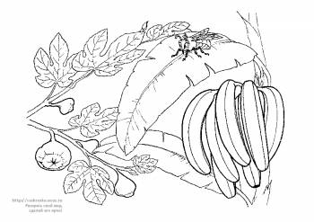 Раскраска фрукты / бананы, инжир