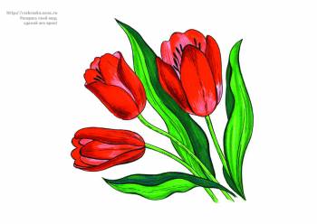 Раскраска цветы / тюльпаны