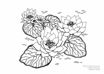 Раскраска цветок Лотос