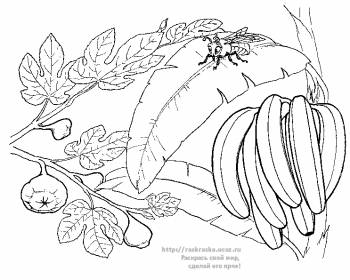 Раскраска банановое дерево