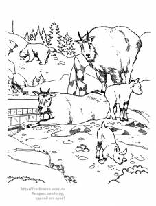 Раскраска пасущиеся козы