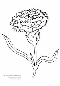 Раскраска цветок гвоздика