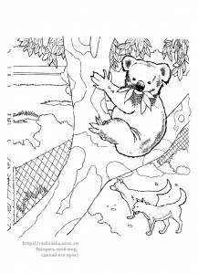 Раскраска коала сидит на дереве