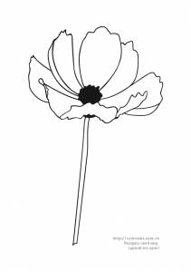 Раскраска цветок ромашка