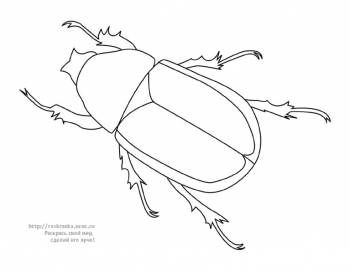 Раскраска ползущий майский жук