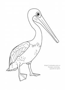 Раскраска птица пеликан