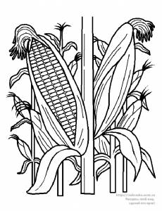 Раскраска растущие початки кукурузы