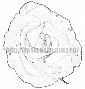 Раскраска цветок роза