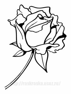 Раскраска красивый цветок роза