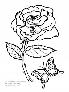 Раскраска цветок роза с бабочкой