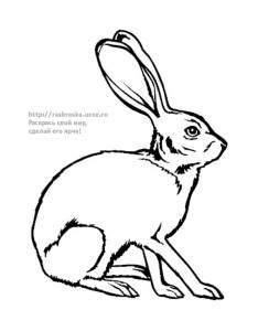 Раскраска сидящий заяц