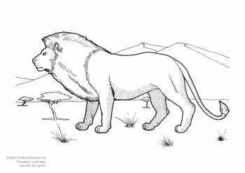 Раскраска лев царь зверей