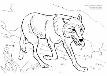 Раскраска волк бежит по лесу