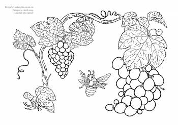 Раскраска виноград на лозе