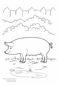 Раскраска свинья на лужайке