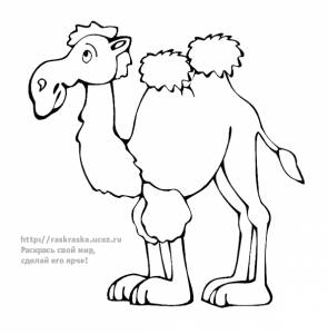 Раскраска стоящий верблюд