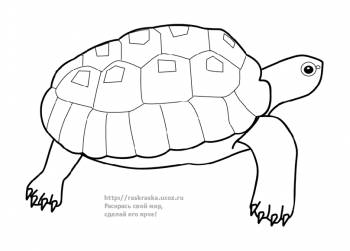 Раскраска ползущая черепаха