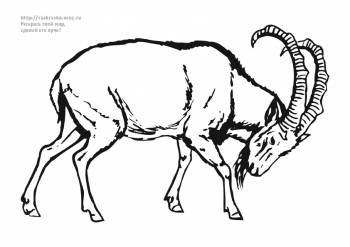 Раскраска горный козёл