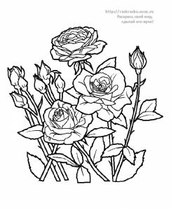 Раскраска букет цветов роз