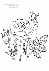 Раскраска цветок роза на кусте
