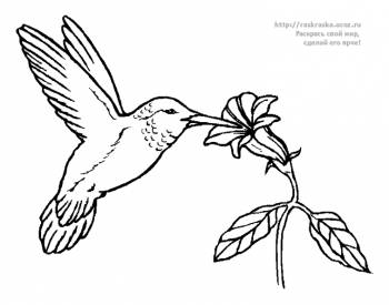 Раскраска колибри и цветок