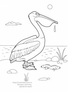 Раскраска пеликан ловит рыбу
