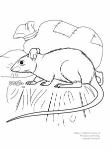 Раскраска мышка в амбаре