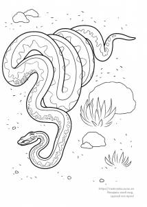 Раскраска змея питон