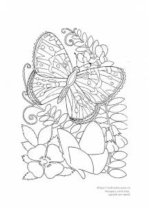 Раскраска бабочка сидит на листке