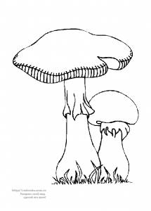 Раскраска грибы